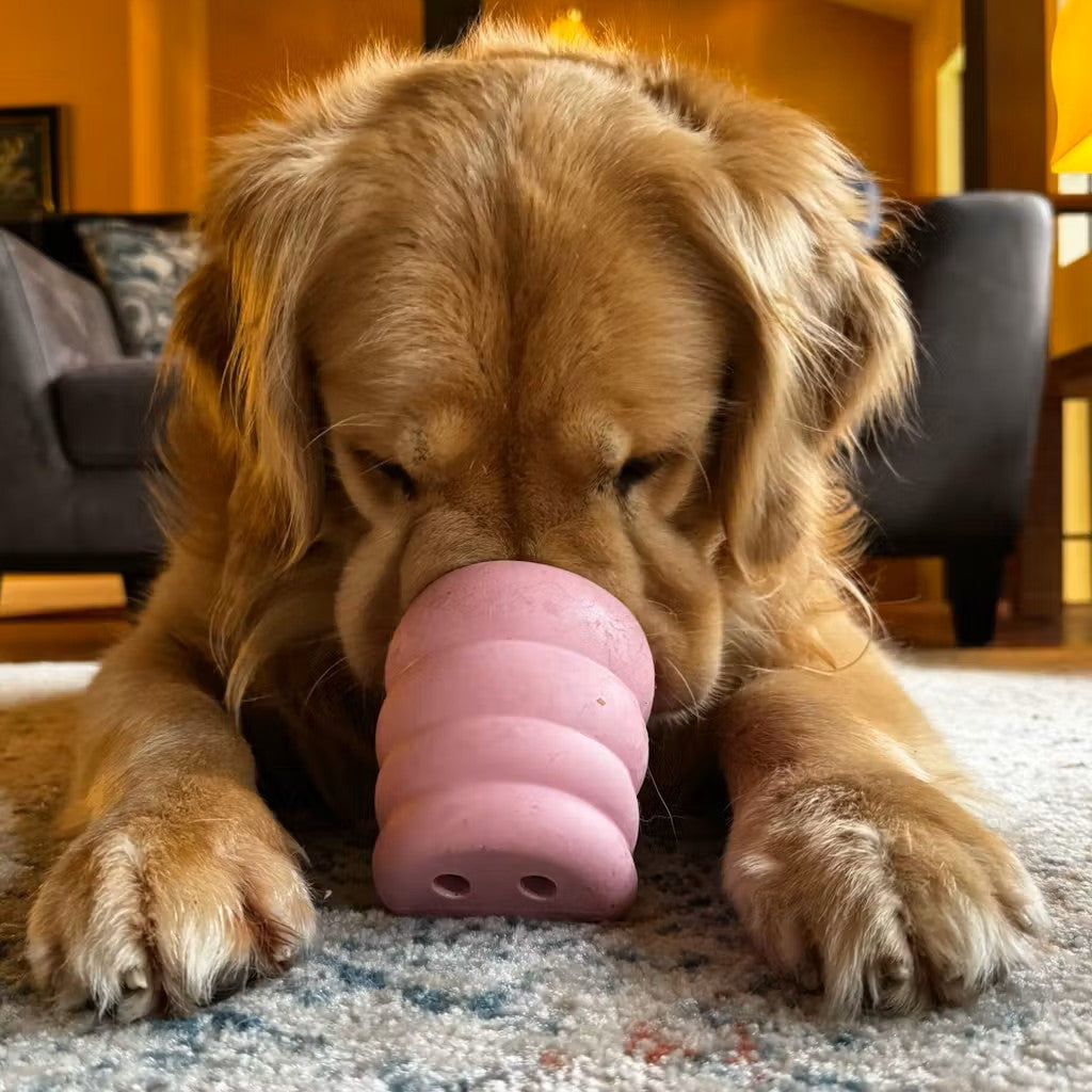 SnoggyDogs🐶Piggy Nose The Oinker