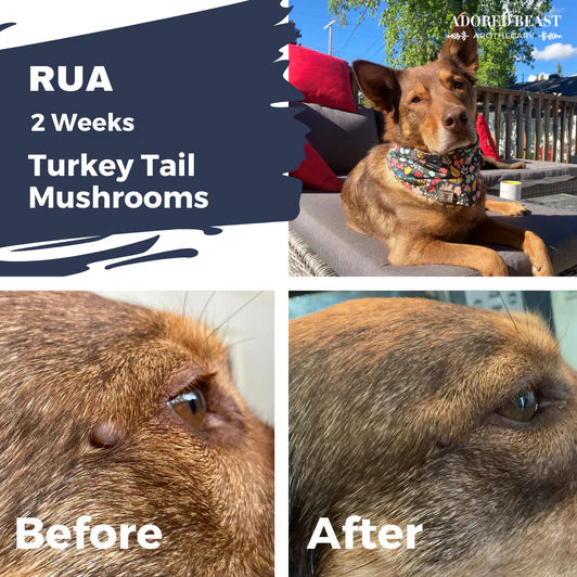 Adored Beast🐱🐶Turkey Tail Mushrooms | Liquid Extract