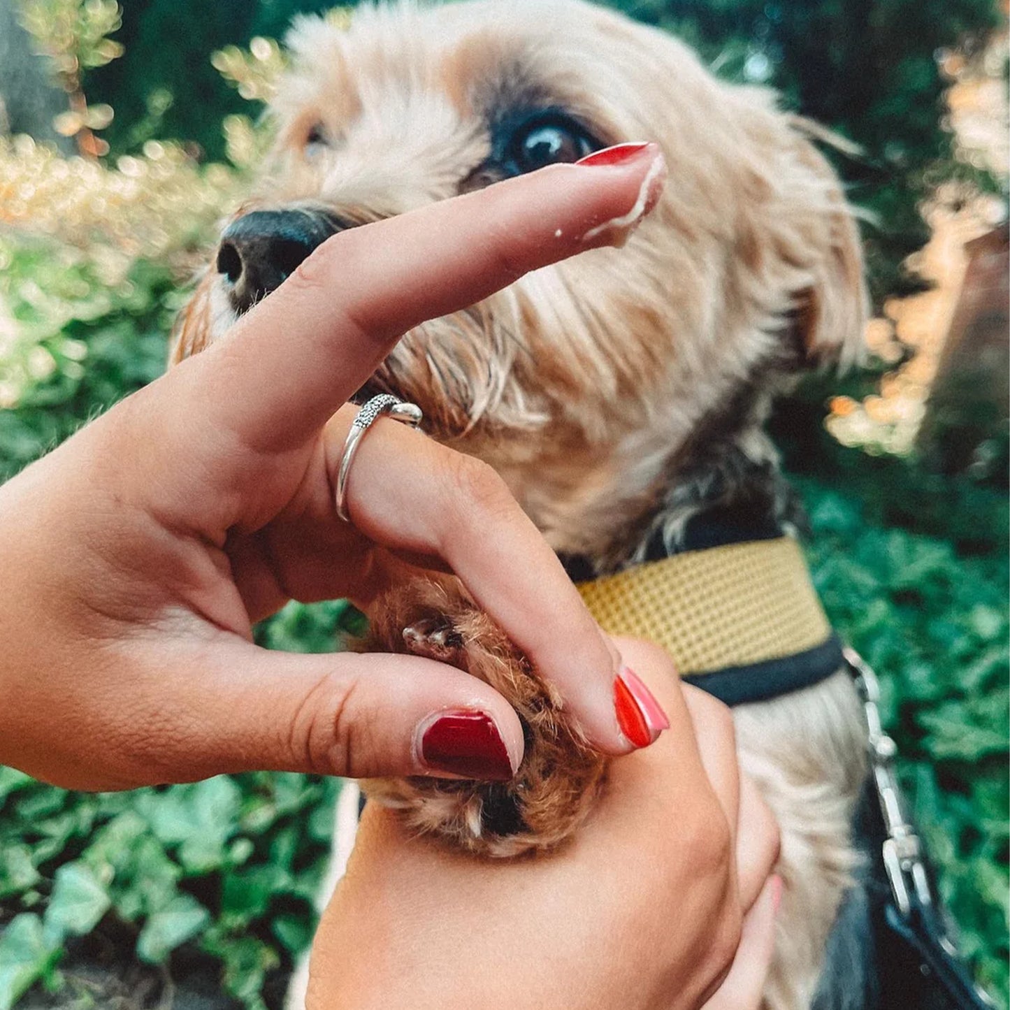 Project Sudz🐱🐶Protect & Renew Balm