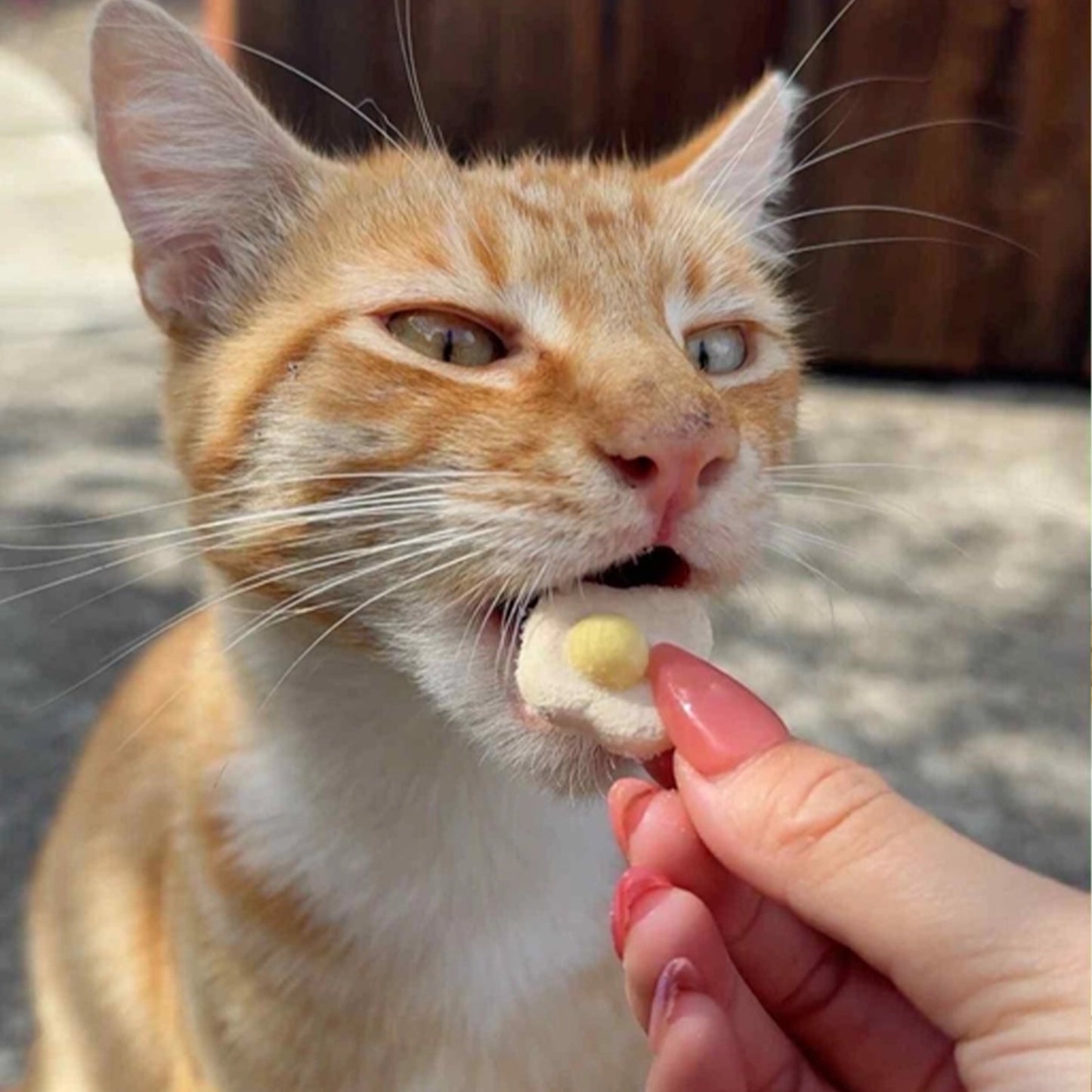 Petit🐱🐶Freeze Dried Sunny Eggs Chicken Egg Yolk 50g