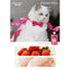 Radiopilot🐱Complete Recipe Fluffy Cloud Lactoferrin Purée 100g