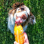 Smoothie Dog🐶Chicken 8.5oz