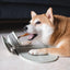 Lunoji🐱🐶Chewden Grip: Chew Holder Enrichment Tool - Sage Green