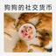 Yee🐱🐶Freeze Dried Super Fruit & Veggie Tart 1pc