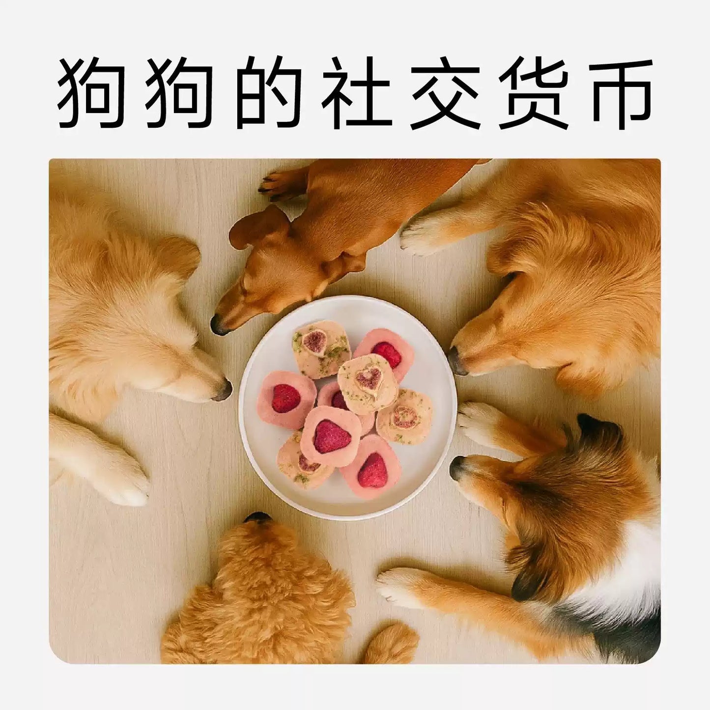 Yee🐱🐶Freeze Dried Super Fruit & Veggie Tart 1pc