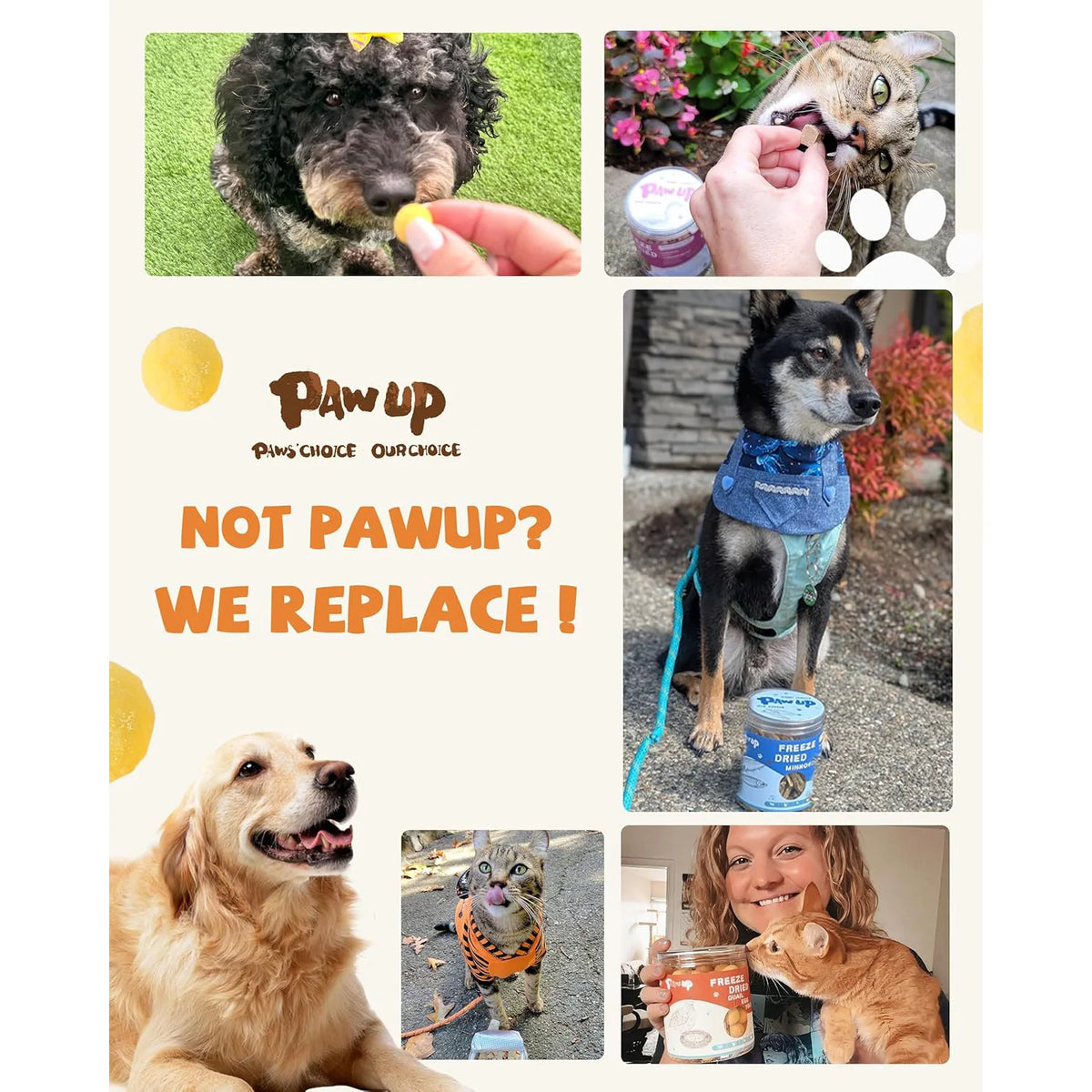 PawUp🐱🐶Freeze Dried Quail Egg Yolk 4.2oz