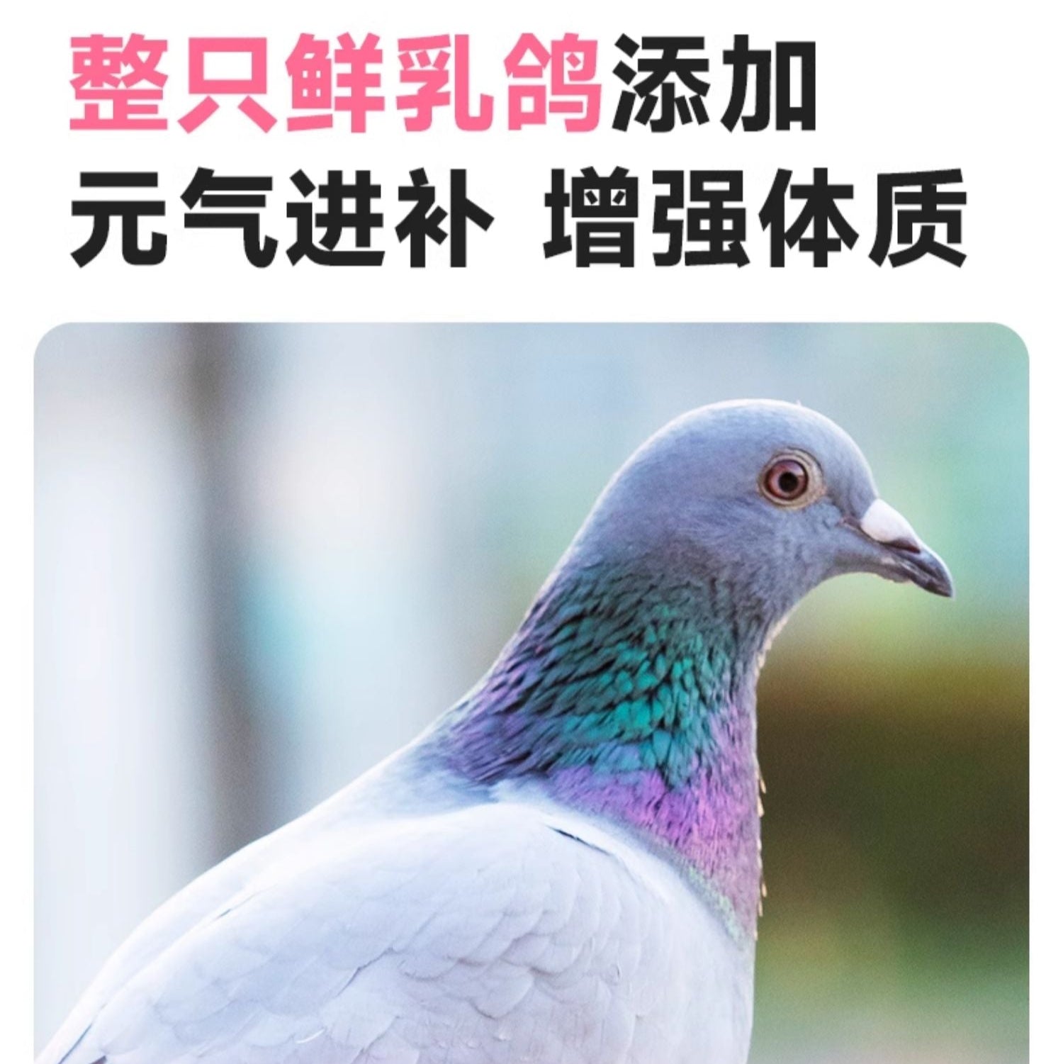 Love Around🐱Freeze-Dried Complete Food - Crispy Cube Pigeon 100g