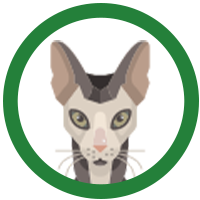 <h2>CAT</h2>