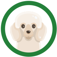 <h2>DOG</h2>